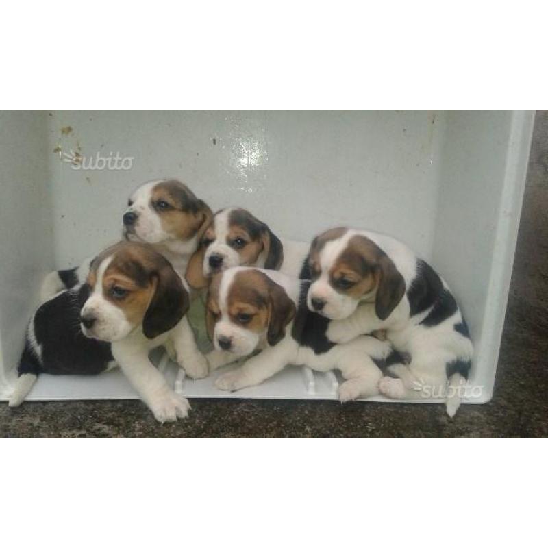 Cuccioli beagle