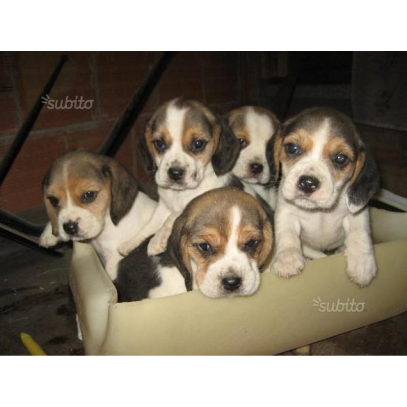 Cuccioli beagle