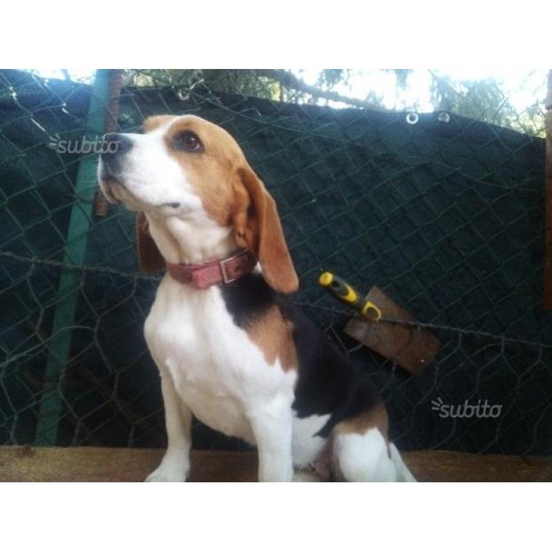 Cuccioli beagle
