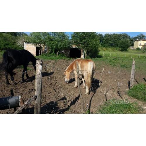 Haflinger