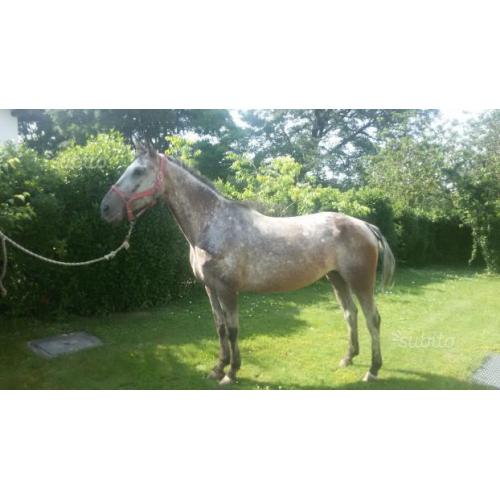 Cavalla Appaloosa