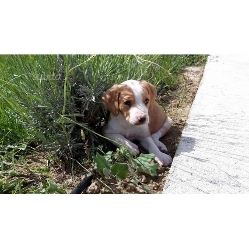 cuccioli