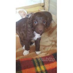 cuccioli