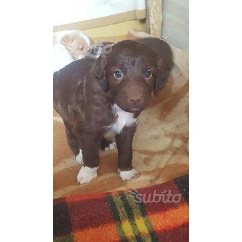 cuccioli