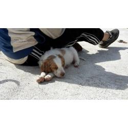 cuccioli