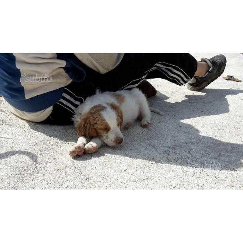cuccioli