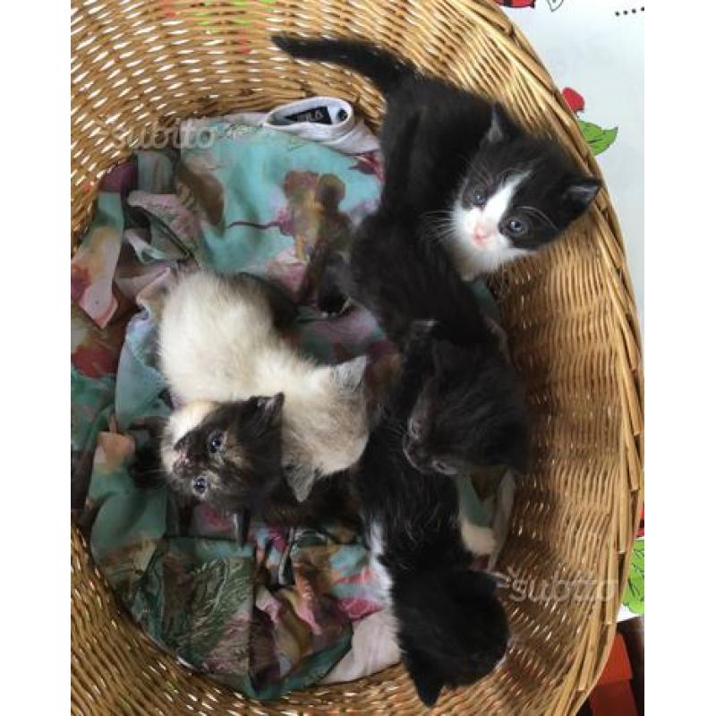 Cuccioli di gatto