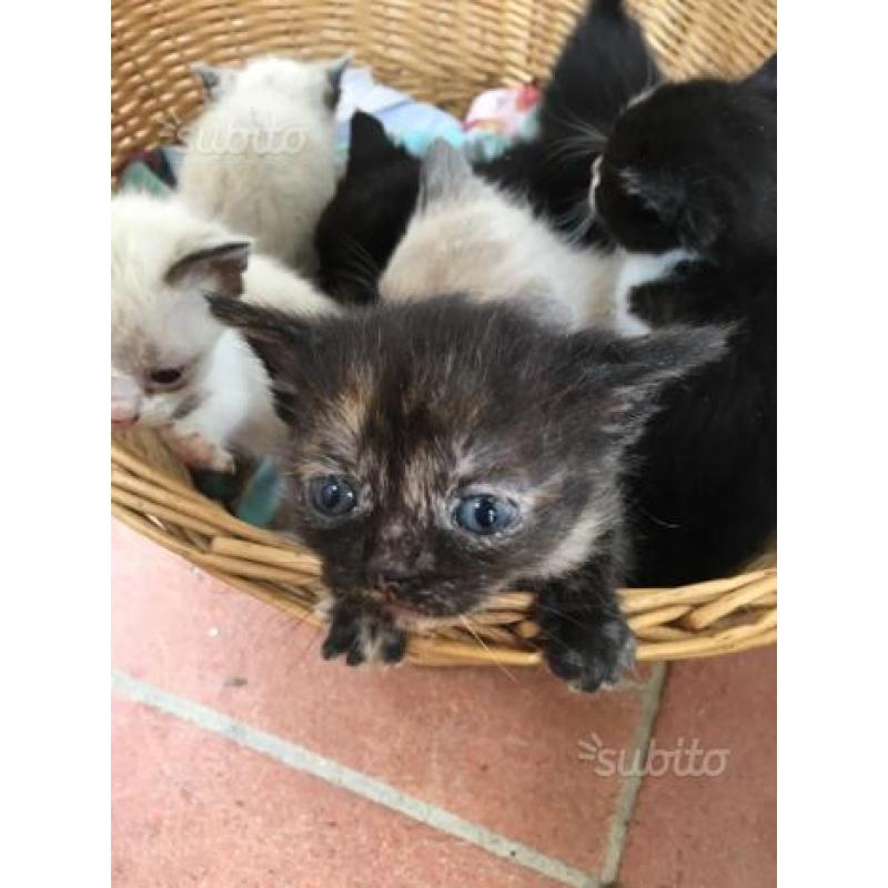 Cuccioli di gatto