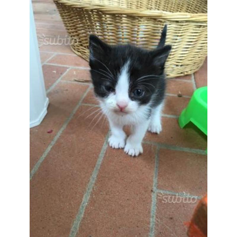 Cuccioli di gatto