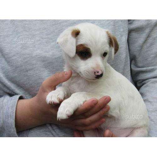 Affido due cucciole incrocio jack russel
