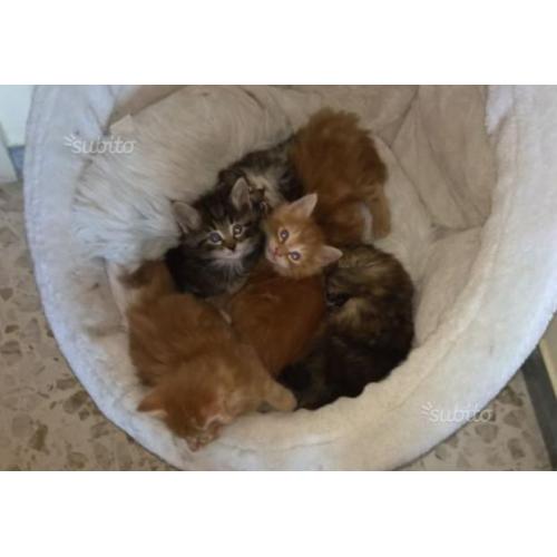 Cuccioli di gatto Norvegese delle foreste