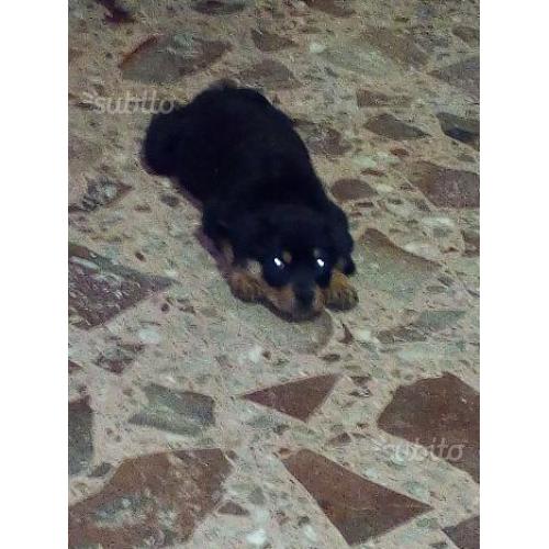 Rottweiler maschio
