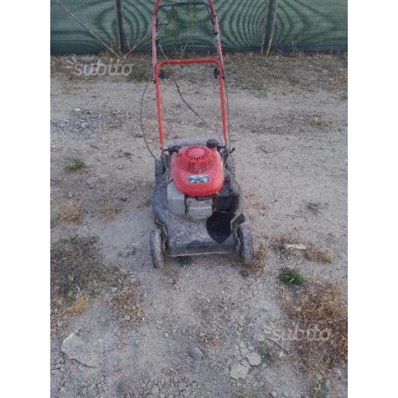 Tosaeroba per prato