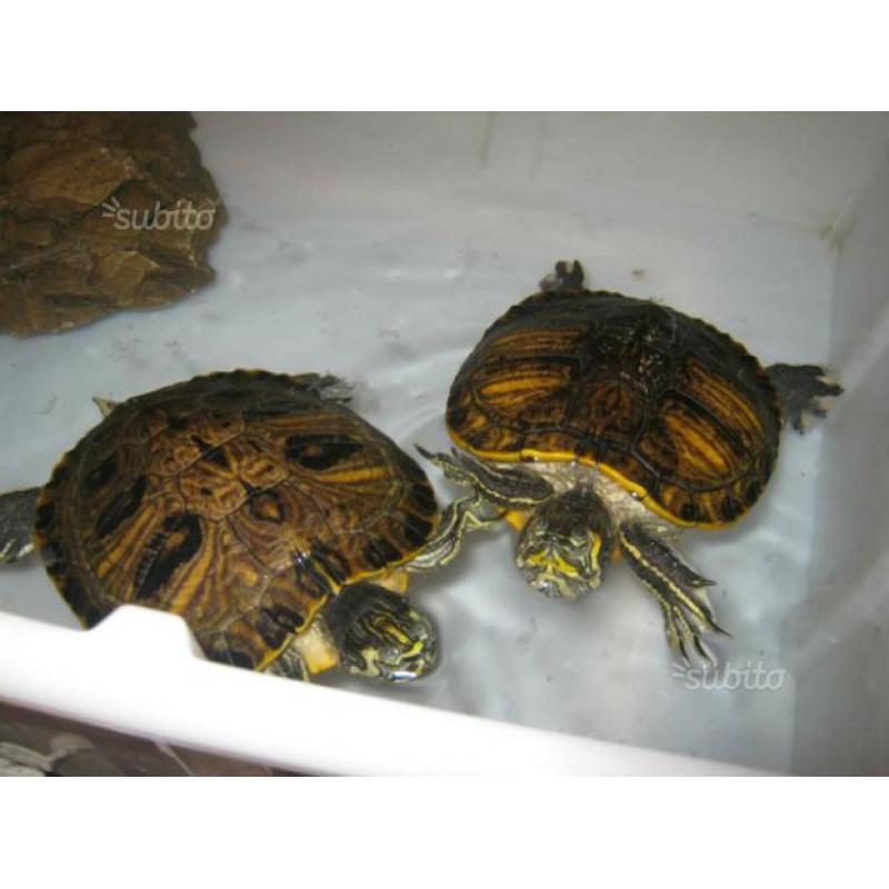 Tartarughe