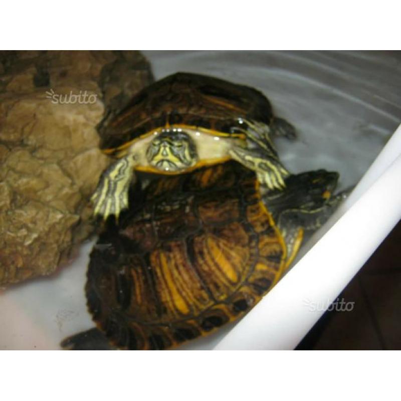 Tartarughe