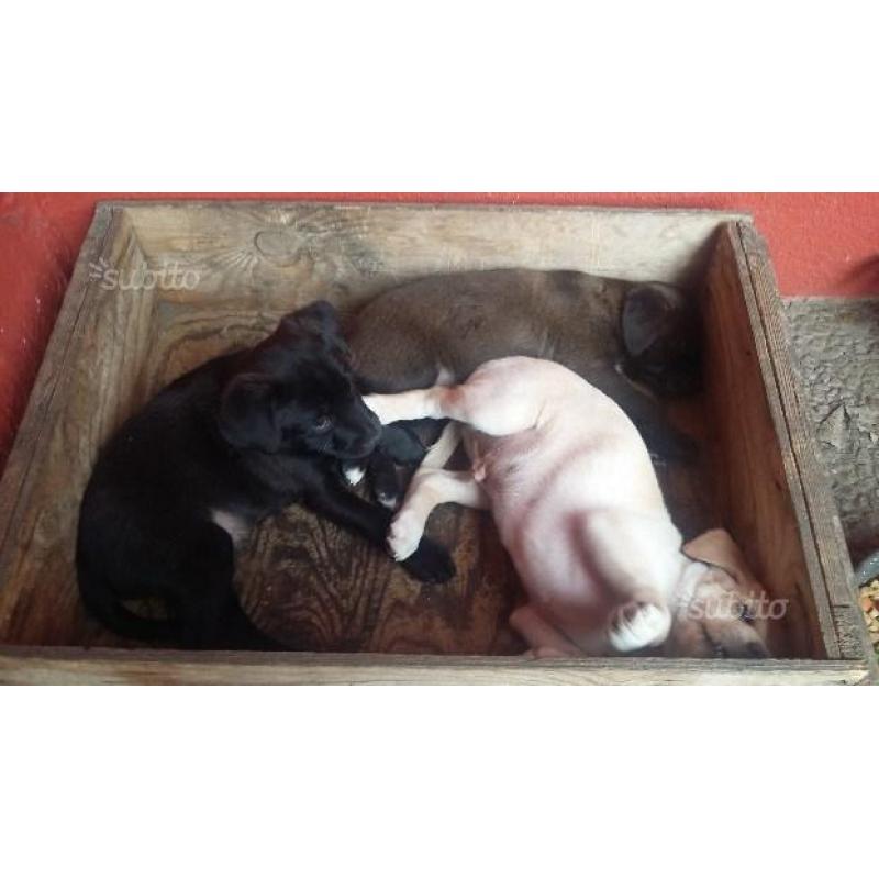 Regalo Cuccioli Piccola Taglia