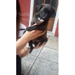 Regalo Cuccioli Piccola Taglia