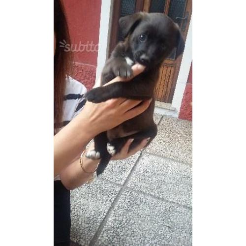 Regalo Cuccioli Piccola Taglia