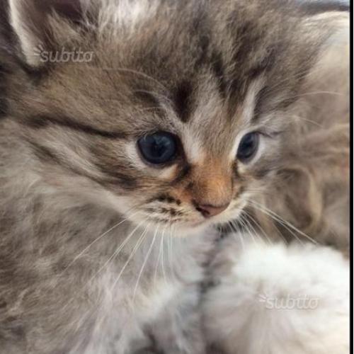 Gattina siberiana tabby brown