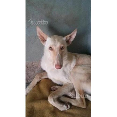 Anubi mix podenco taglia media