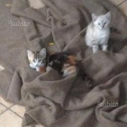 Regalo 2 gattini