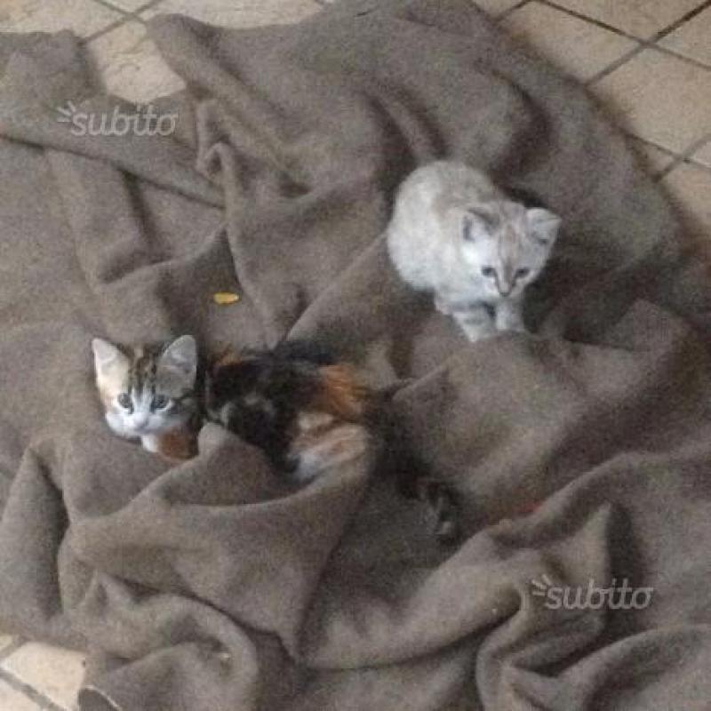 Regalo 2 gattini