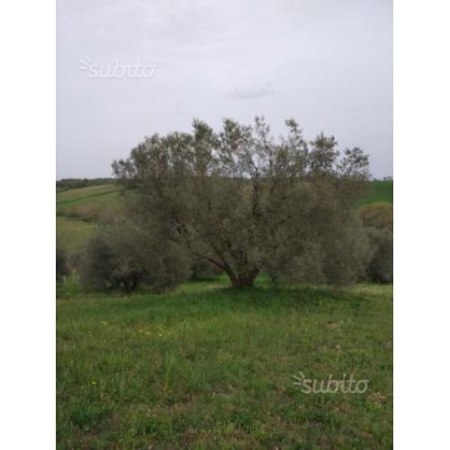 Terreno agricolo