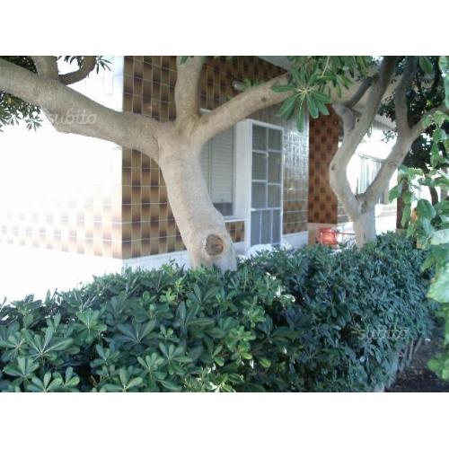 Bilocale 2-4 pax 100m mare centro 16-23luglio 250e