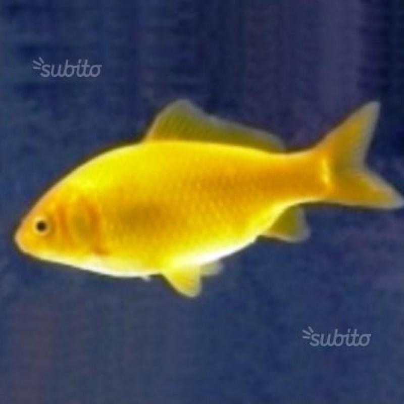 Pesce rosso e canarino