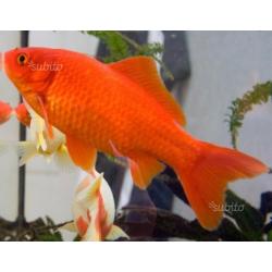 Pesce rosso e canarino