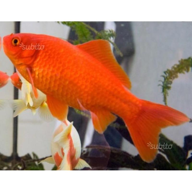 Pesce rosso e canarino