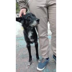 Charlotte, canina abbandonata, buona, in adozione