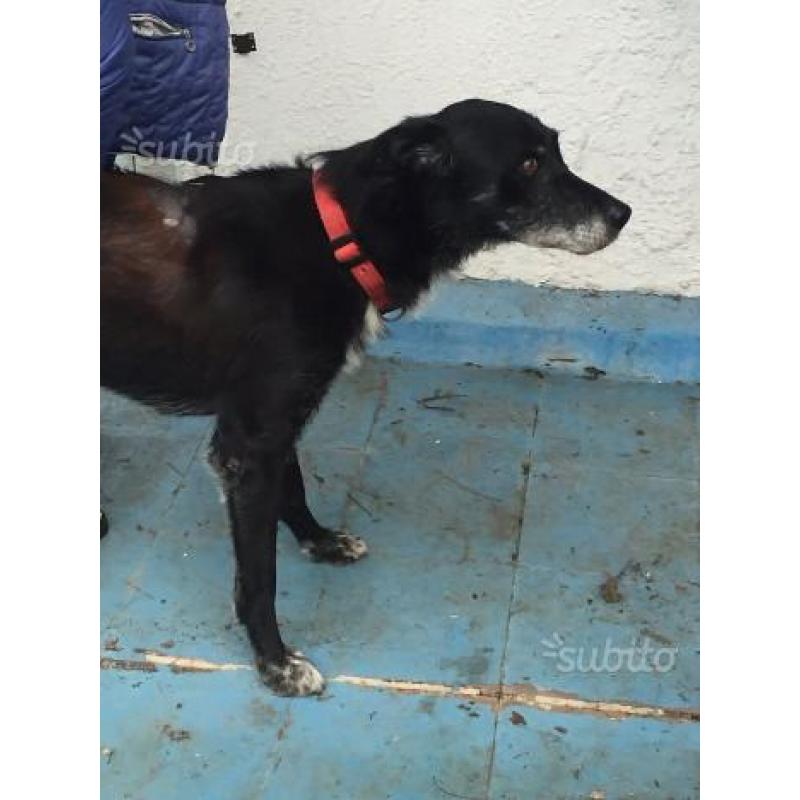 Charlotte, canina abbandonata, buona, in adozione