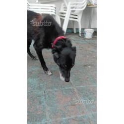 Charlotte, canina abbandonata, buona, in adozione