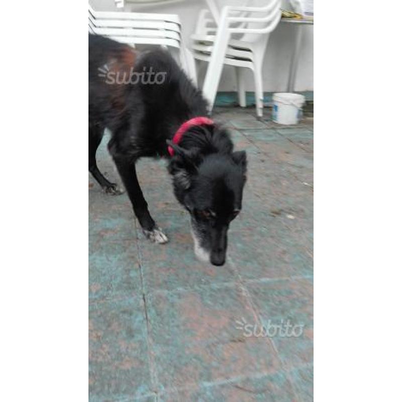 Charlotte, canina abbandonata, buona, in adozione