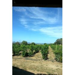Casale di campagna - Olbia