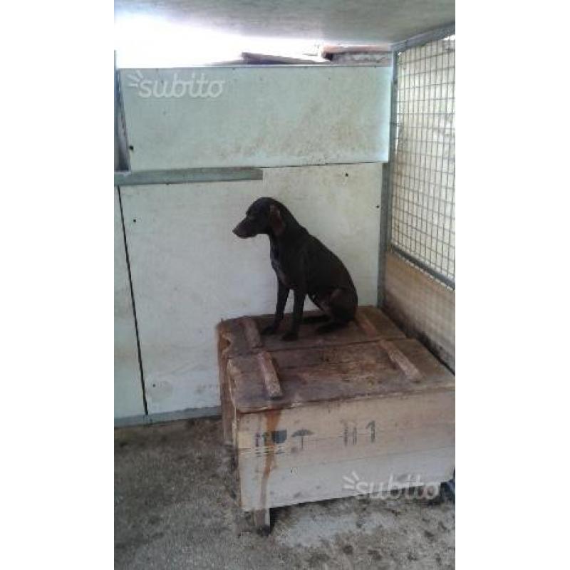 Cane da tartufi