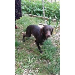Cane da tartufi