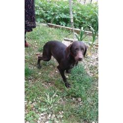 Cane da tartufi