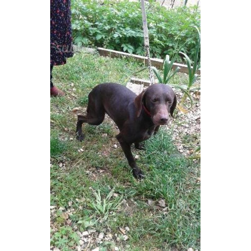 Cane da tartufi