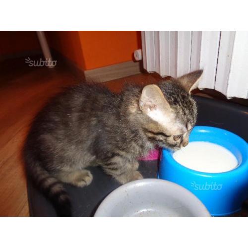 Regalo gattino maschio
