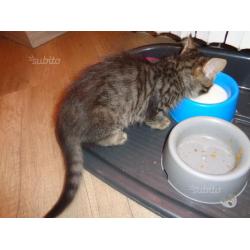 Regalo gattino maschio