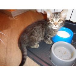 Regalo gattino maschio