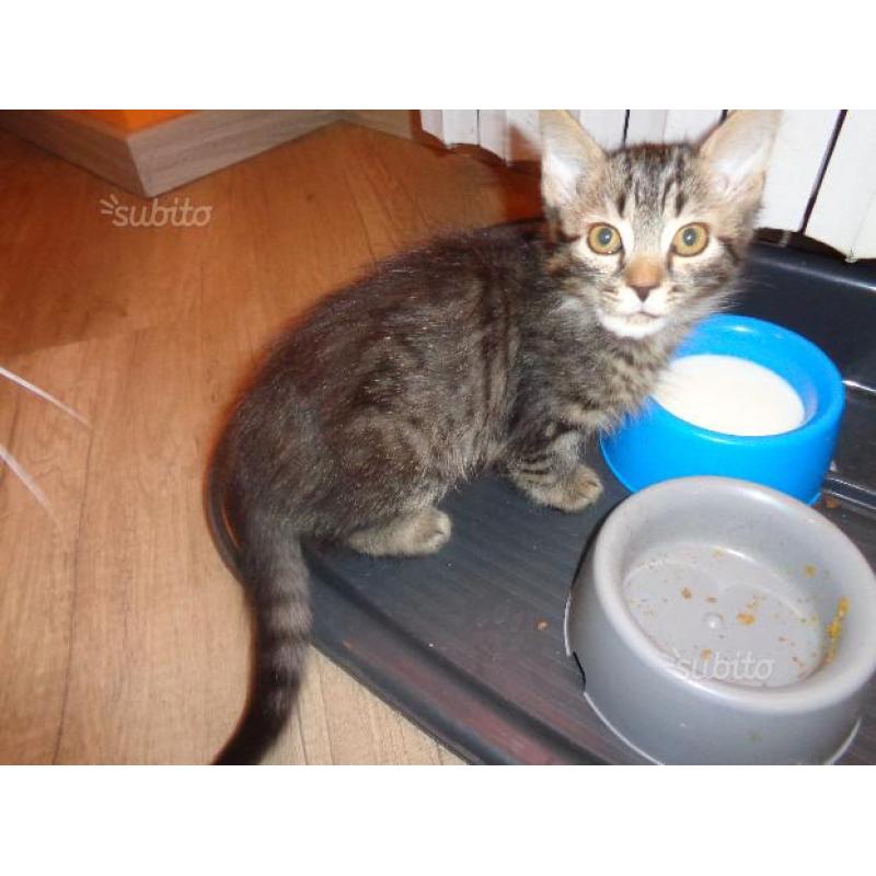 Regalo gattino maschio