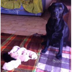 Cuccioli Labrador Retriever
