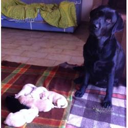 Cuccioli Labrador Retriever