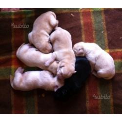 Cuccioli Labrador Retriever