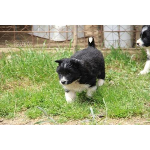 Border collie cuccioli