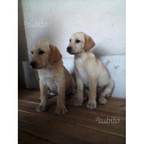 Labrador 350
