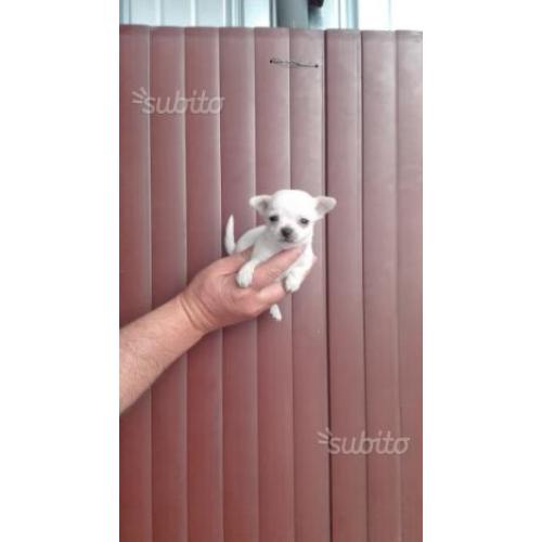 Femmina di chihuahua